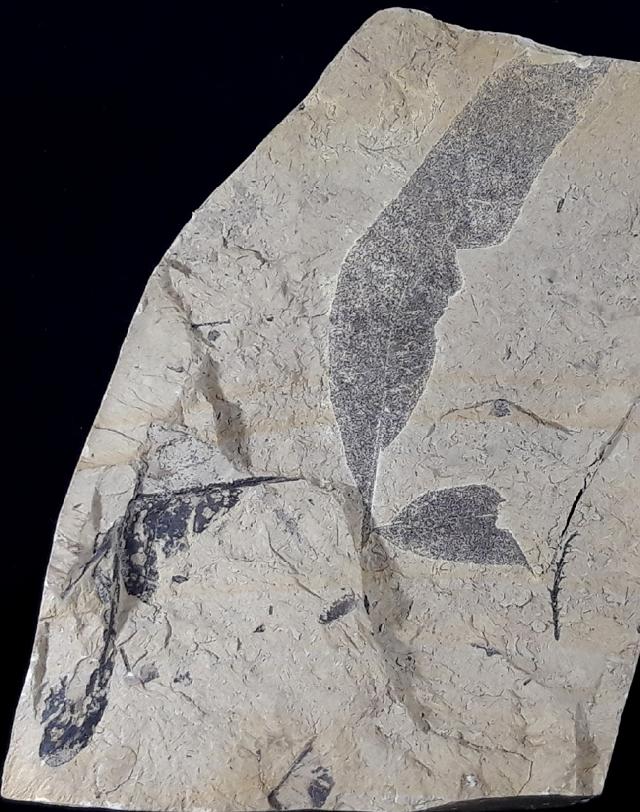 Quercus rhenana (KRAUSEL & WEYLAND 1950) - Bild © FossNet FossilienStore
